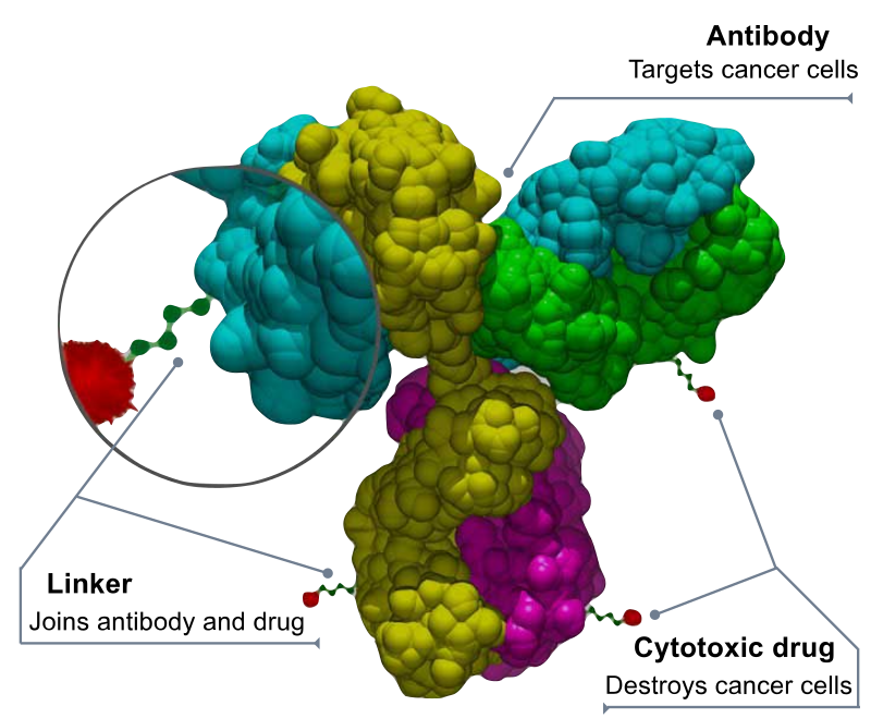 /files/800px-Antibody-drug_conjugate_structure.svg.png