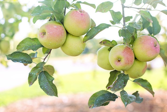 /files/apples-.jpg